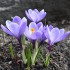 Bulbi crocus Grand Maitre (Crocus vernus) -pachet 10 bulbi
