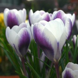 Bulbi crocus  Prins Claus  (Crocus chrysanthus) -pachet 10 bulbi