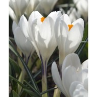 Bulbi crocus Jeanne D Arc (Crocus vernus) - pachet 10 bulbi