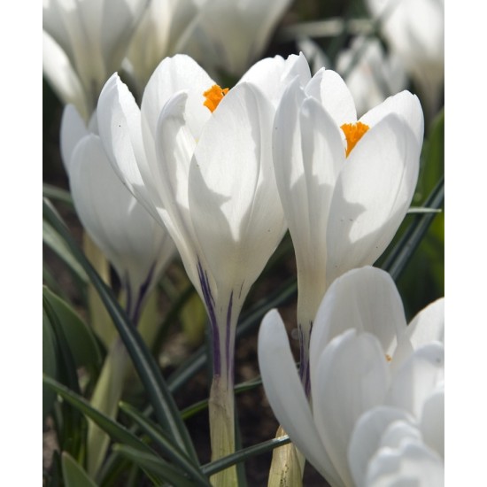 Bulbi crocus Jeanne D Arc (Crocus vernus) - pachet 10 bulbi Bulbi crocus Jeanne D Arc (Crocus vernus) - pachet 10 bulbi