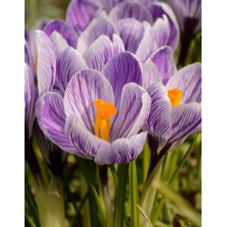 Bulbi crocus  King of the Striped  (Crocus vernus) -pachet 10 bulbi