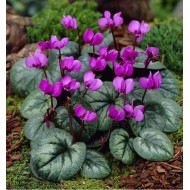 Bulbi Cyclamen coum - ciclamen de primavara