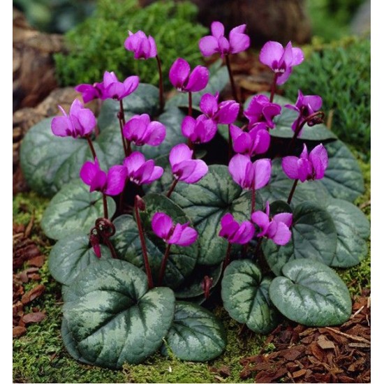 Bulbi Cyclamen coum - ciclamen de primavara