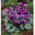 Bulbi Cyclamen coum - ciclamen de primavara