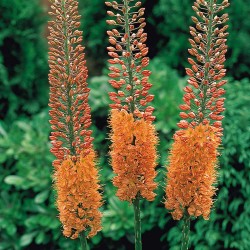 Plante Eremurus-foxtail lily-(Coada Vulpii) - Cleopatra
