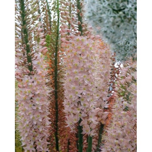 Plante Eremurus-foxtail lily-(Coada Vulpii) - Romance 