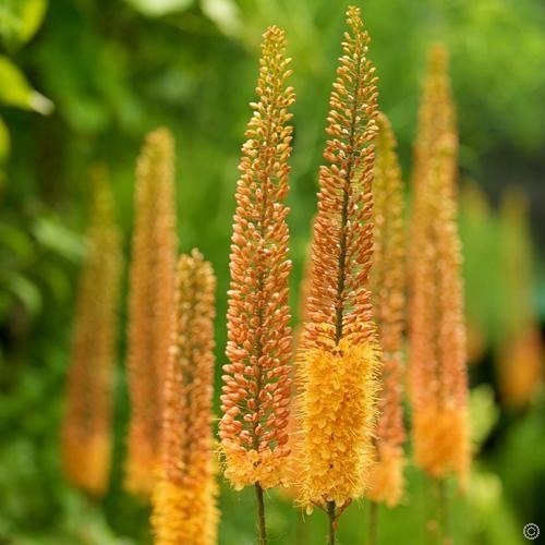 Plante Eremurus-foxtail lily-(Coada Vulpii) - Pinocchio