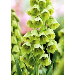 Bulbi Fritillaria  imperiallis Persica Ivory Bells - lalea imperiala