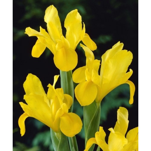 Bulbi Iris hollandica Strong Gold