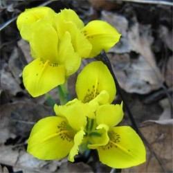 Bulbi Iris Danfordiae -pachet  10 bulbi