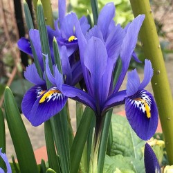 Bulbi Iris reticulata Harmony -pachet 100 bulbi