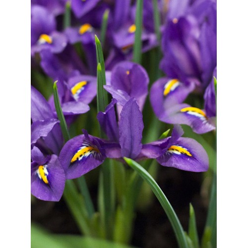 Bulbi Iris reticulata Scent-sational -  pachet 10 bulbi