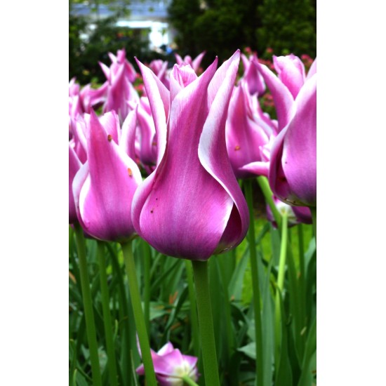 Bulbi lalele Floare de crin (Lily)- Ballade