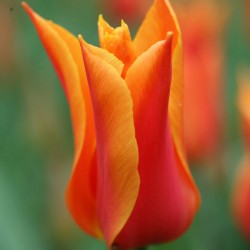 Bulbi lalele Floare de crin(Lily)- Ballerina
