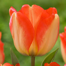 Bulbi lalele Darwin American Dream