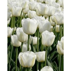 Bulbi lalele Triumph Antartica