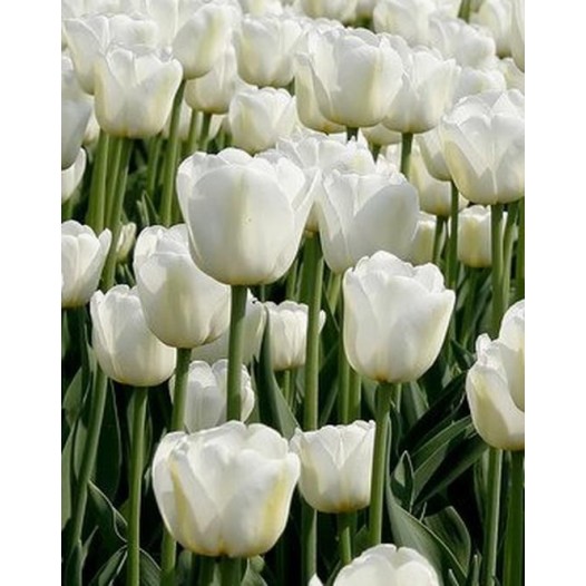 Bulbi lalele Triumph Antartica