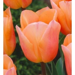 Bulbi lalele Darwin- Apricot Beauty