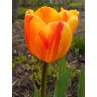 Bulbi lalele Darwin Beauty Apeldoorn