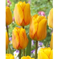 Bulbi lalele Darwin Blushing Apeldoorn