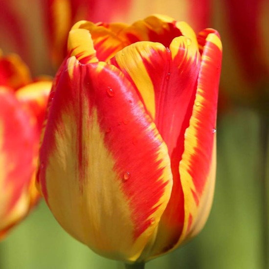 Bulbi lalele Darwin Banja Luka