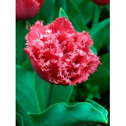 Bulbi lalele Double* fringed- Bendigo