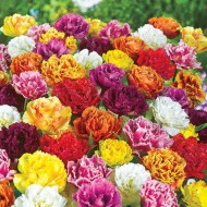 Bulbi lalele Duble Fringed- Mix  pachet 3 bulbi Bulbi lalele Duble Fringed- Mix  pachet 3 bulbi