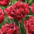 Bulbi lalele Duble Fringed Cranberry Thistle