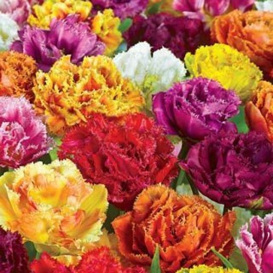 Bulbi lalele Duble Fringed- Mix Pachet 50 bulbi Bulbi lalele Duble Fringed- Mix Pachet 50 bulbi