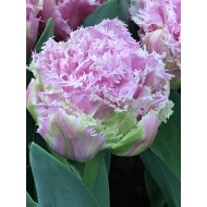 Bulbi lalele Duble Fringed Perth