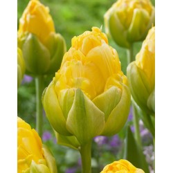 Bulbi lalele Duble- Vanilla Coup (Double ice-cream) Bulbi lalele Duble- Vanilla Coup (Double ice-cream)