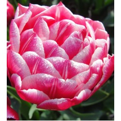 Bulbi lalele Duble- Columbus (Duble timpurii) Bulbi lalele Duble- Columbus (Duble timpurii)