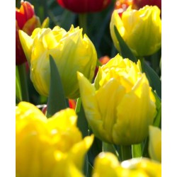 Bulbi lalele Duble- Marie Jo (Duble timpurii) Bulbi lalele Duble- Marie Jo (Duble timpurii)