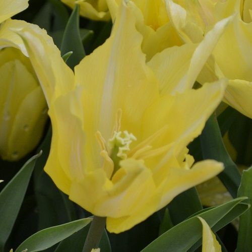 Bulbi lalele Floare de crin (Lily) Florijn Chic