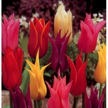 Bulbi lalele Floare de crin-  Pachet 5 bulbi