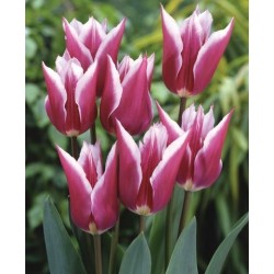 Bulbi lalele Floare de crin(Lily)- Claudia