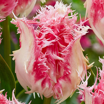 Bulbi lalele Fringed Drakensteyn