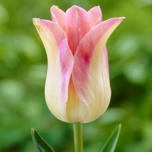 Bulbi lalele Floare de crin (Lily) Elegant Lady
