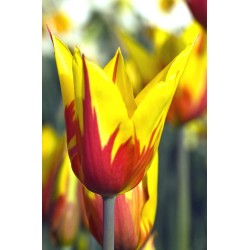 Bulbi lalele Floare de crin(Lily)- Fire Wings