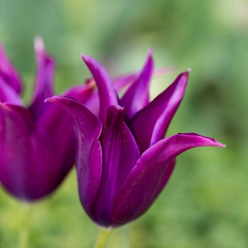 Bulbi lalele Floare de crin(Lily)- Purple Dream