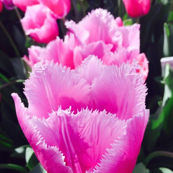 Bulbi lalele Fringed Louvre