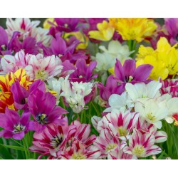 Bulbi lalele Multiflowered-(multiflore) -Pachet 3 bulbi
