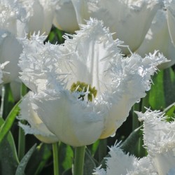 Bulbi lalele Fringed Noordeinde