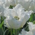 Bulbi lalele Fringed Noordeinde