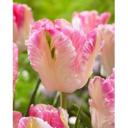 Bulbi lalele Papagal Cabanna