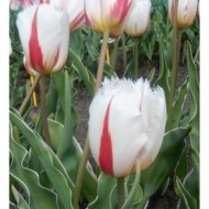 Bulbi lalele Fringed Salsa