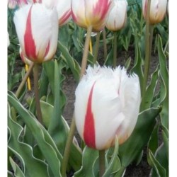 Bulbi lalele Fringed Salsa