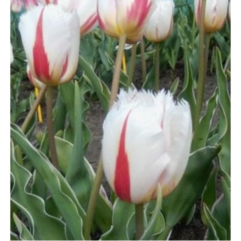 Bulbi lalele Fringed Salsa