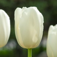 Bulbi lalele Simple Maureen (Single late) Bulbi lalele Simple Maureen (Single late)