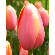 Bulbi lalele Simple Menton (Single late) Bulbi lalele Simple Menton (Single late)